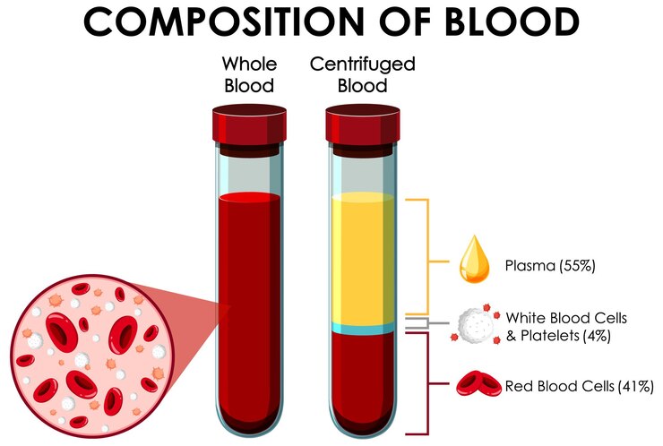 Blood Components Diagram